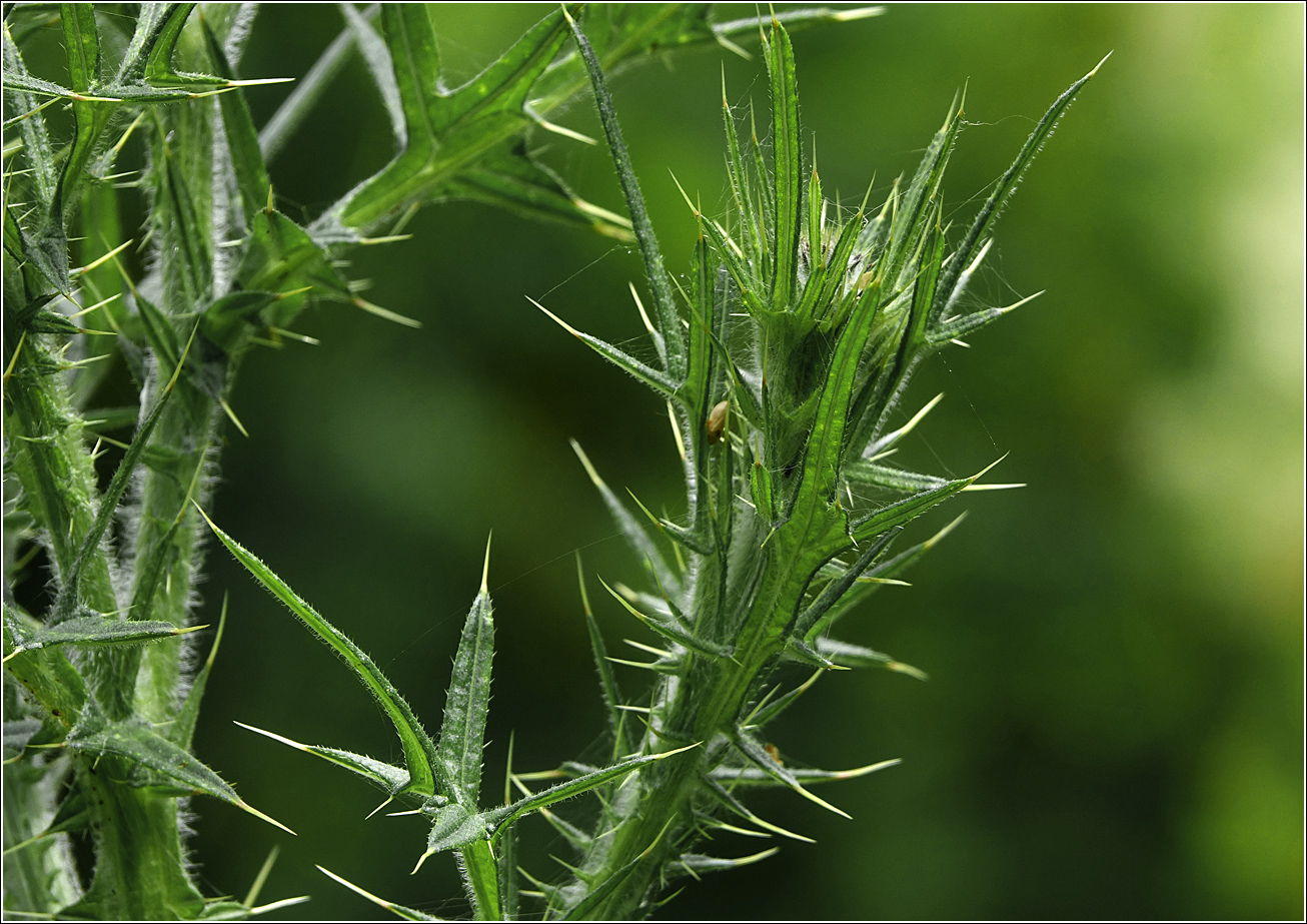 Изображение особи Cirsium vulgare.