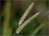 Phleum pratense