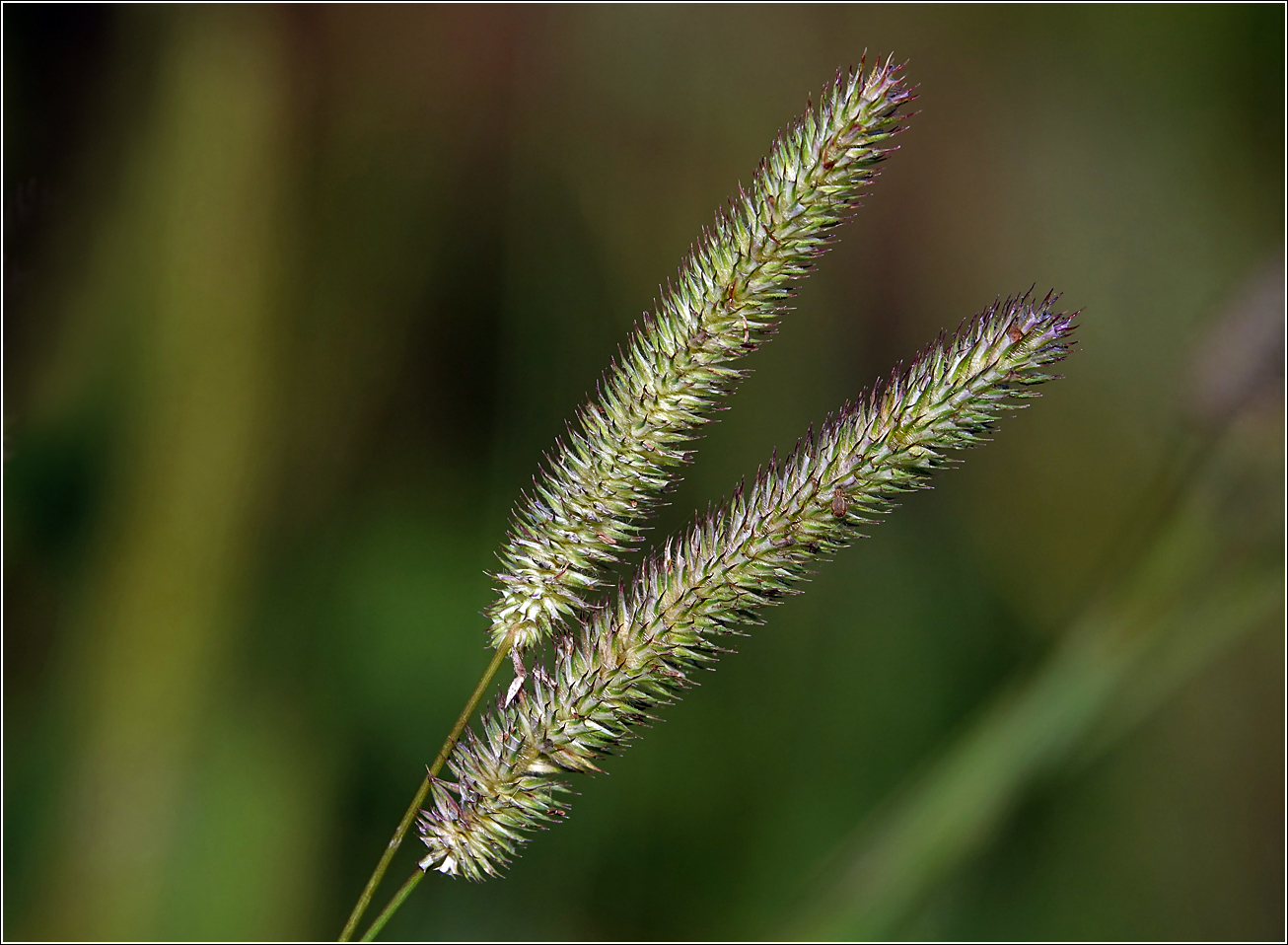 Изображение особи Phleum pratense.