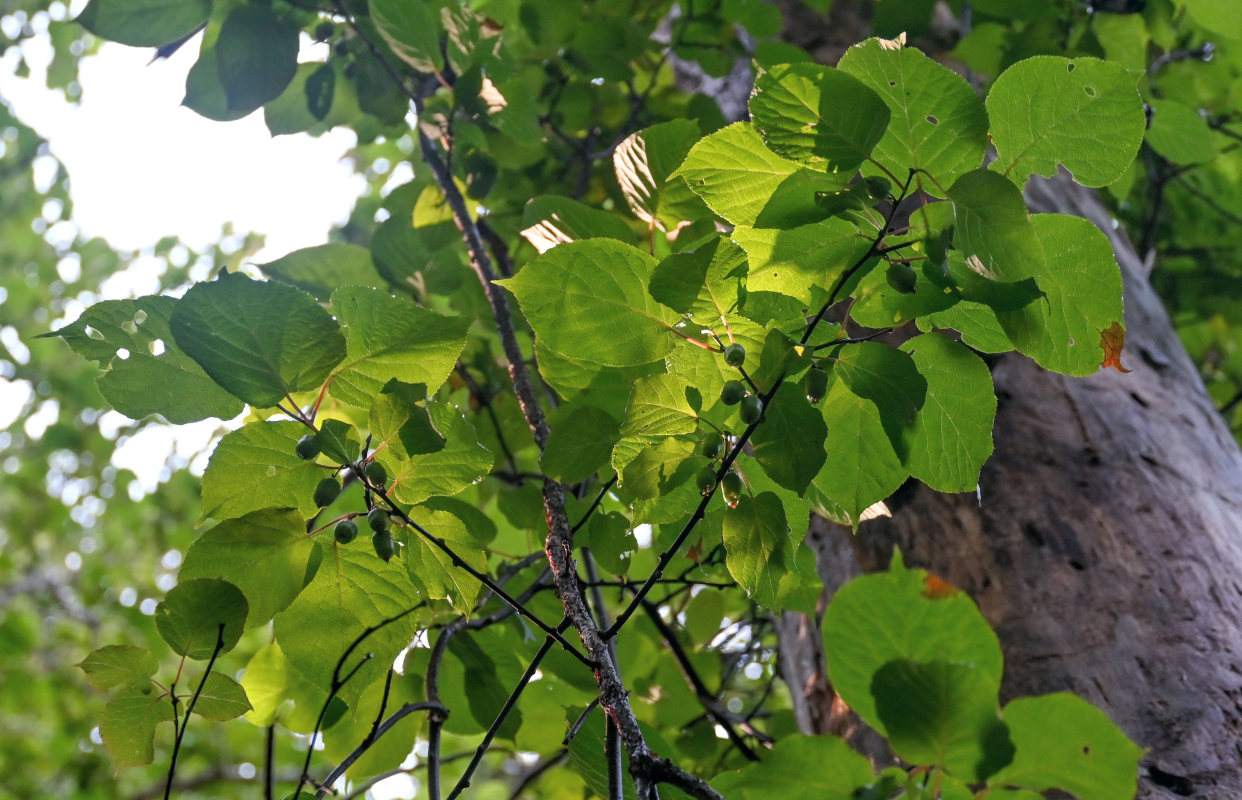 Изображение особи Actinidia kolomikta.