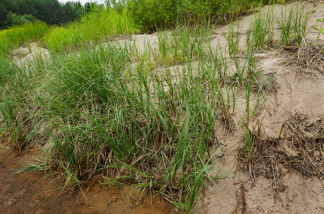 Image of Carex rostrata specimen.