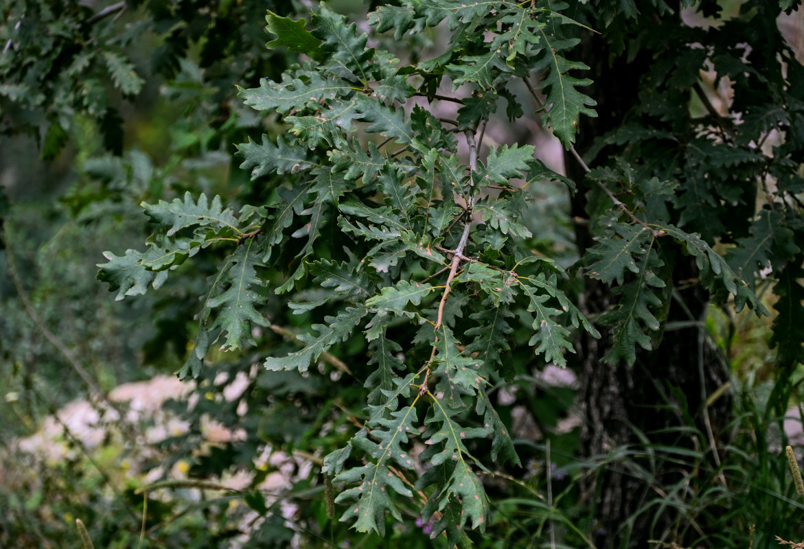 Image of Quercus calcarea specimen.