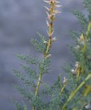 Myricaria bracteata. Часть плодоносящей ветви. Чечня, Шаройский р-н, окр. с. Химой, левый берег р. Шароаргун. 08.08.2023.