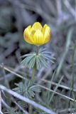 Eranthis longistipitata