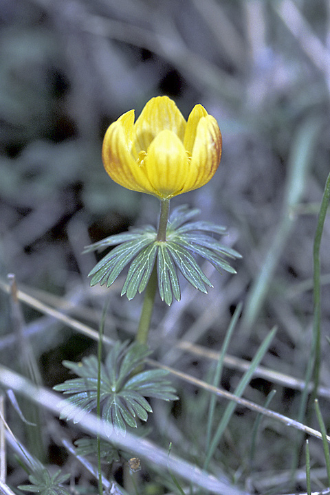 Image of Eranthis longistipitata specimen.