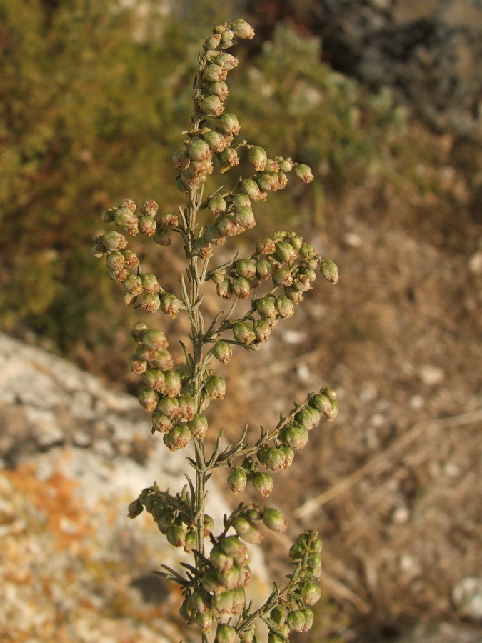 Изображение особи Artemisia scoparia.