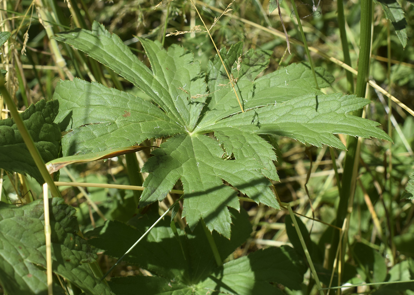 Image of Astrantia major specimen.