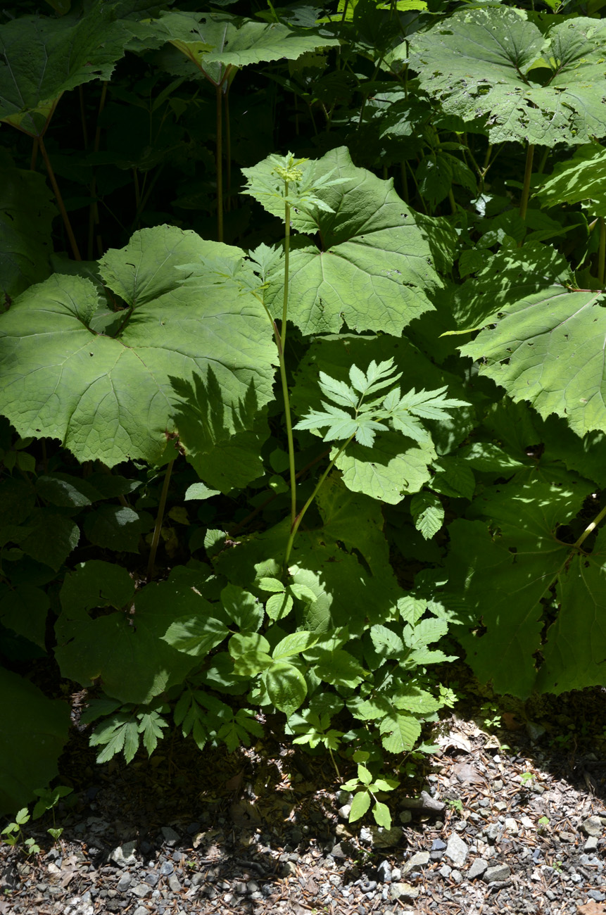 Изображение особи Macrosciadium physospermifolium.