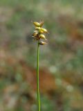 Carex gynocrates. Верхушка побега с соплодием. Магаданская обл., окр. г. Магадан, исток руч. Корейский, кочкарная сырая тундра (300 м н.у.м.), небольшое повышение с Betula exilis и Andromeda polifolia. 12.07.2023.