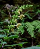 Salvia glutinosa. Соцветие. Чечня, Шатойский р-н, Нихалойские водопады, широколиственный лес, каменистый склон. 26.07.2022.