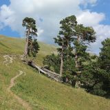 Pinus subspecies hamata