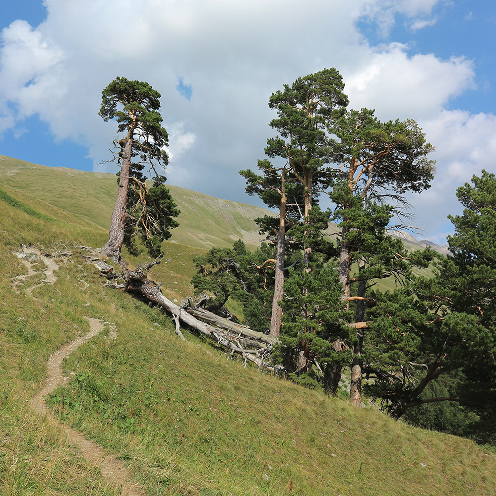 Image of Pinus sylvestris ssp. hamata specimen.
