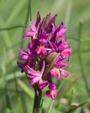 Dactylorhiza romana subspecies georgica. Верхушка побега с соцветием. Краснодарский край, м/о г. Новороссийск, вершина 429, остепнённый луг. 10.04.2024.