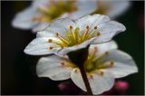 Saxifraga × arendsii. Цветок. Московская обл., Раменский р-н, окр. дер. Хрипань, садовый участок. 24.05.2024.