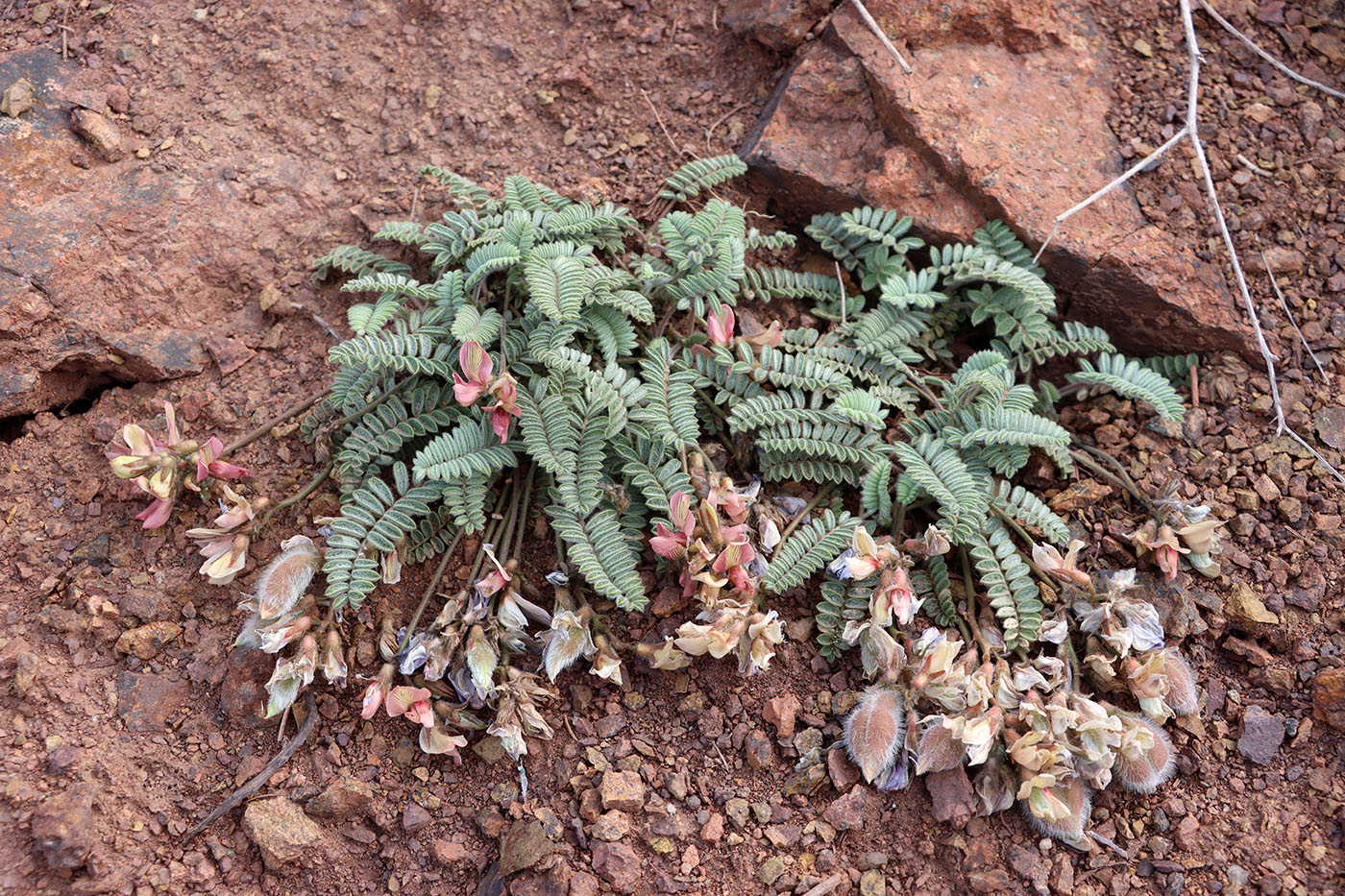 Image of Oxytropis fedtschenkoana specimen.