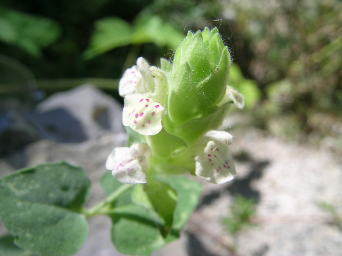 Image of Scutellaria andrachnoides specimen.