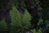 Athyrium filix-femina