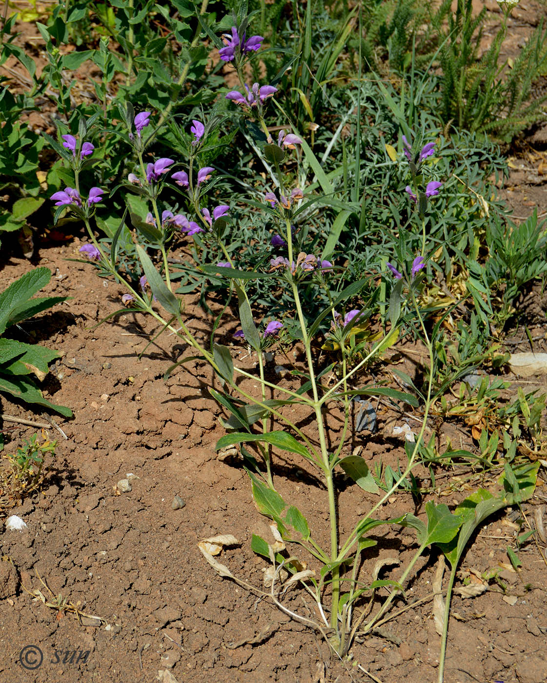 Изображение особи Phlomis pungens.
