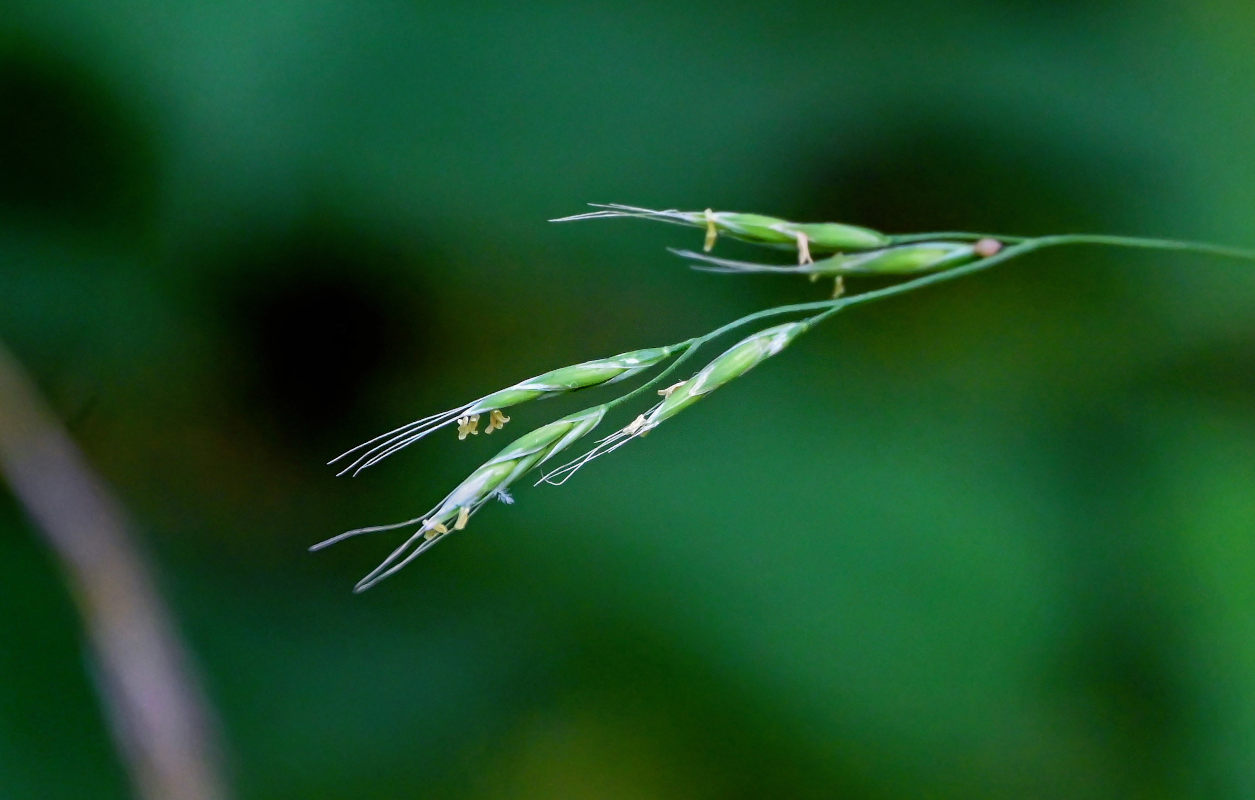 Image of Festuca gigantea specimen.