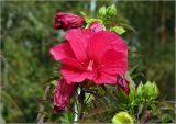 Hibiscus × hybridus. Цветок и бутоны. Московская обл., Раменский р-н, окр. дер. Хрипань, садовый участок. 12.09.2024.