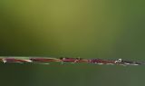 Nardus stricta