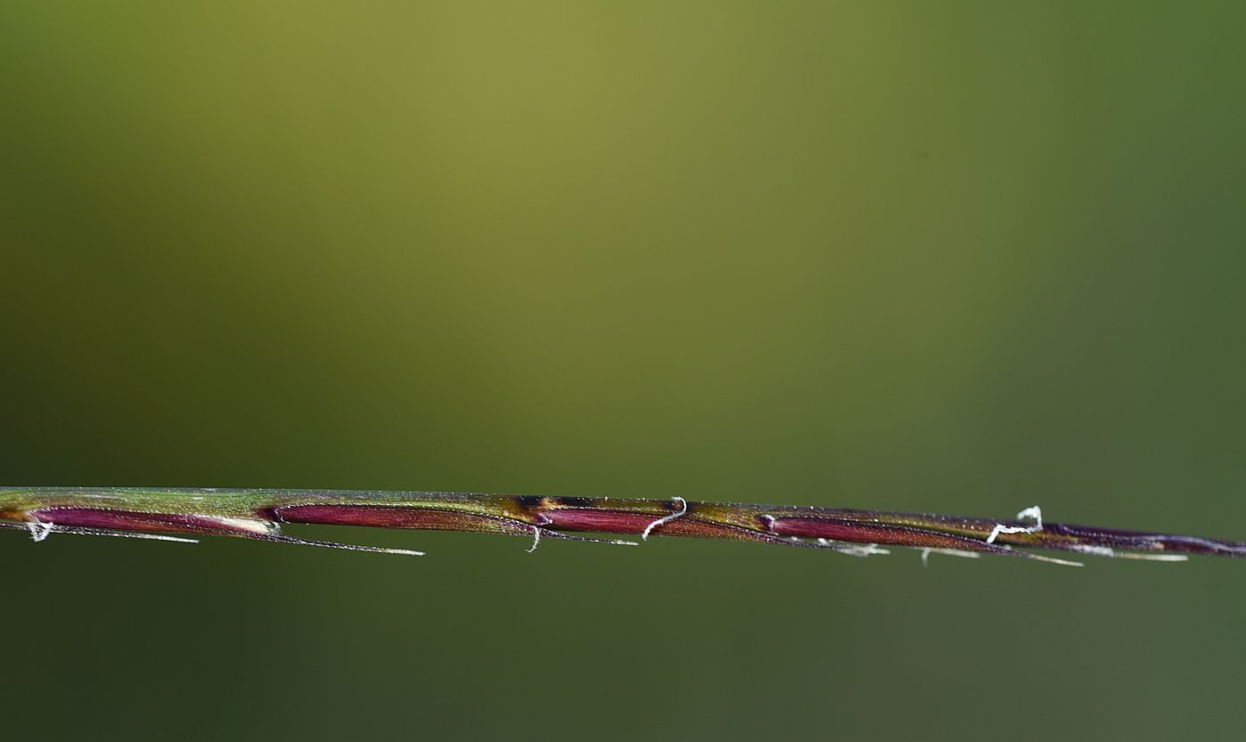Изображение особи Nardus stricta.