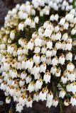 Cassiope lycopodioides