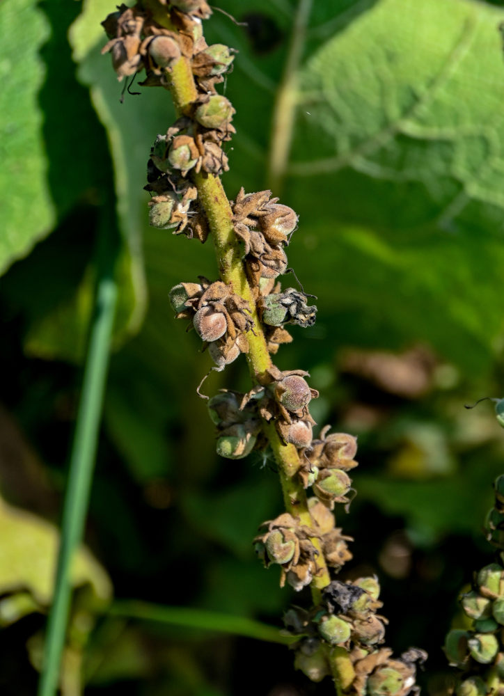 Изображение особи Verbascum densiflorum.