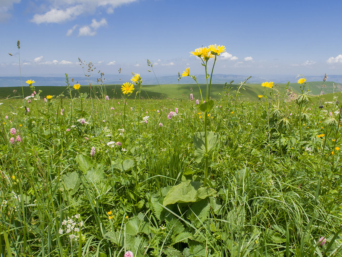 Image of Doronicum macrophyllum specimen.