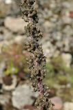 Verbascum nigrum