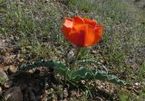 Tulipa alberti