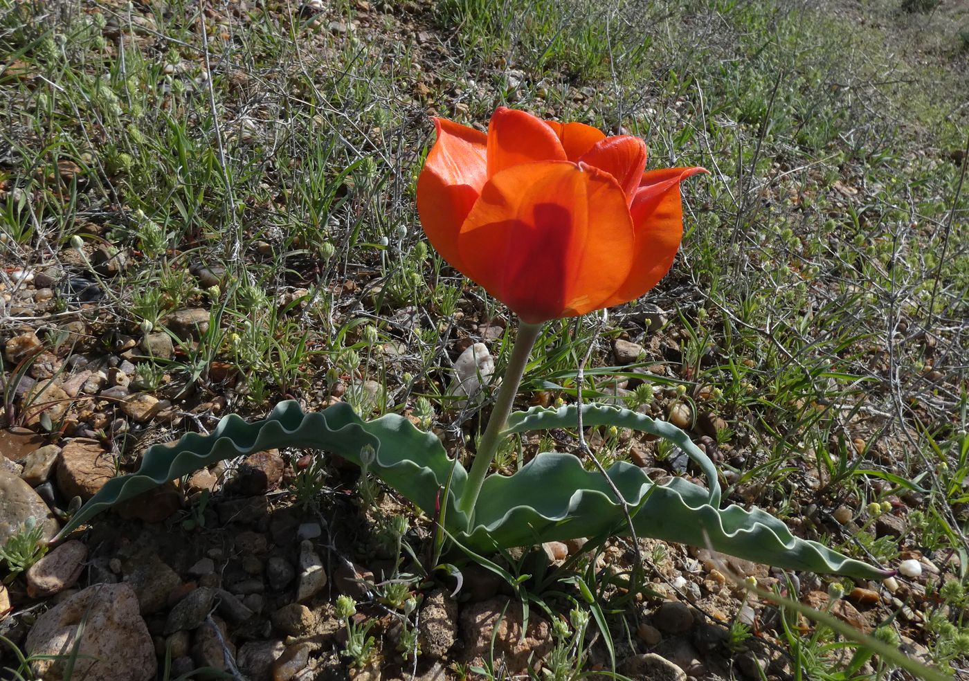 Изображение особи Tulipa alberti.
