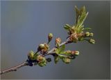 Cerasus vulgaris. Верхушка ветви с бутонирующими побегами и листьями. Московская обл. Раменский р-н, окр. дер. Хрипань, садовый участок. 27.04.2025.