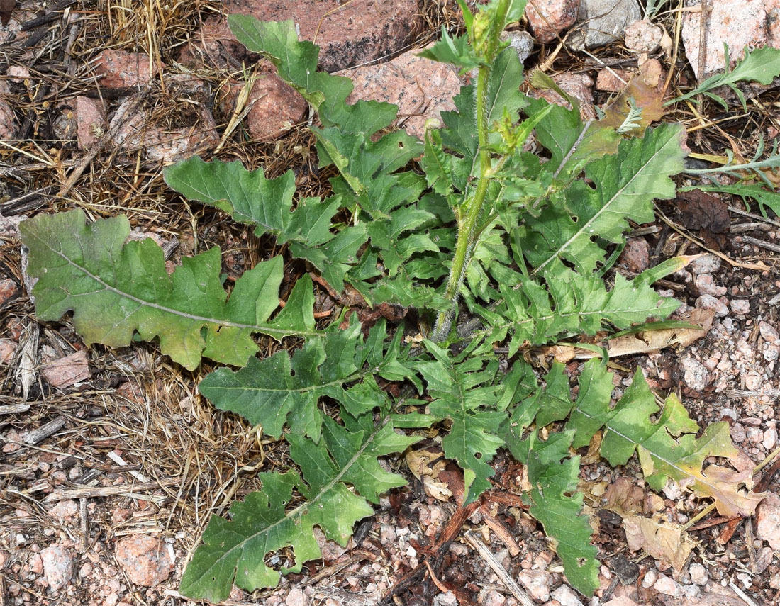 Image of Sisymbrium loeselii specimen.