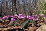 Cyclamen coum. Цветущие растения. Крым, Белогорский р-н, хр. Кубалач, дубово-буковый лес. 08.03.2019.