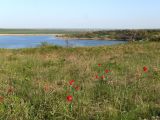 Tulipa suaveolens. Аспект цветущих растений. Ростовская обл., Октябрьский р-н, дол. р. Аюта, степной склон берега пруда Терноый яр. 17.04.2025.
