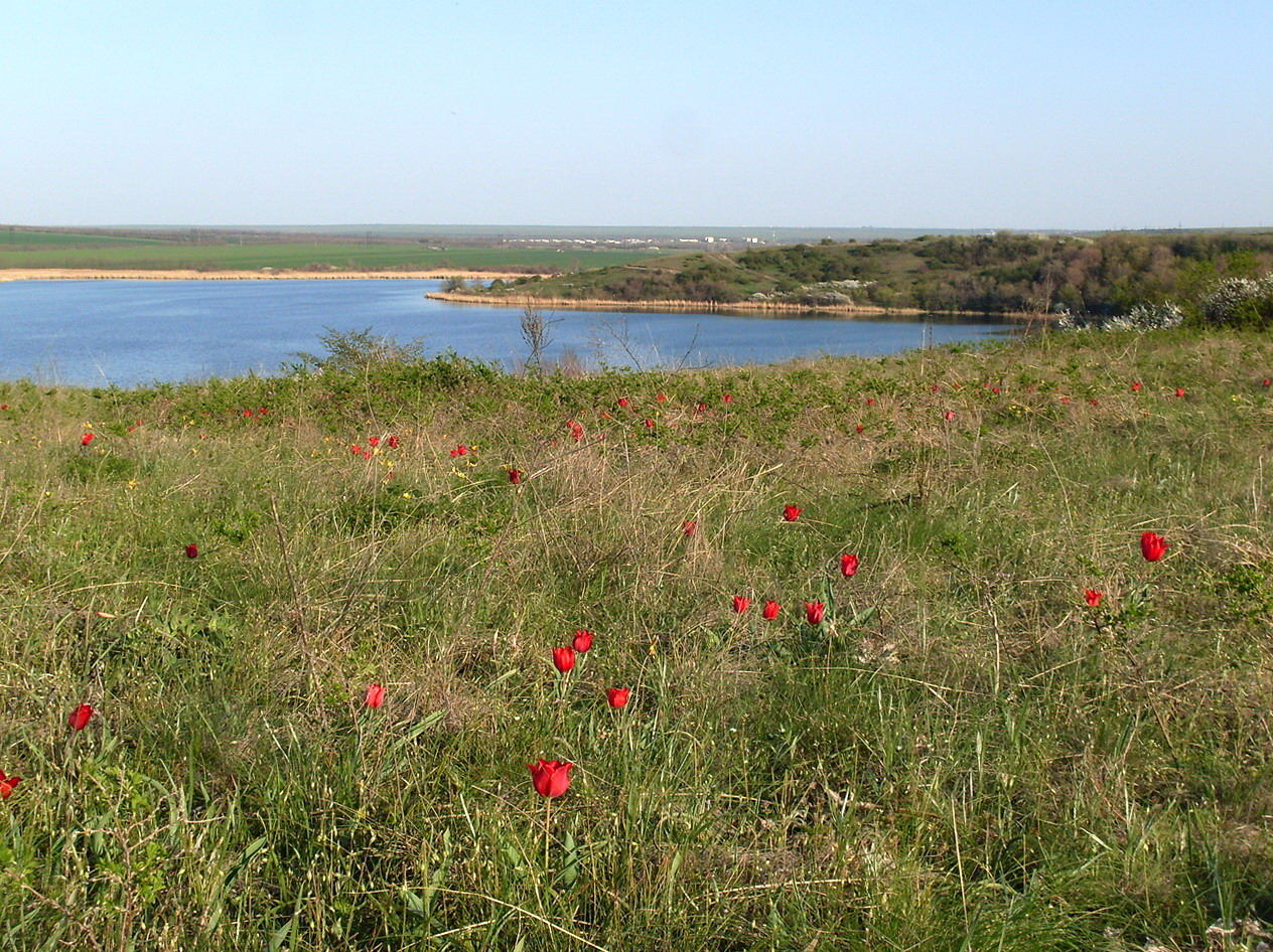 Изображение особи Tulipa suaveolens.