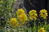 Erysimum amurense. Верхушки цветущих и плодоносящих растений. Приморский край, окр. пос. Дунай, каменистый склон мыса в бух. Круглой. 24.05.2025.