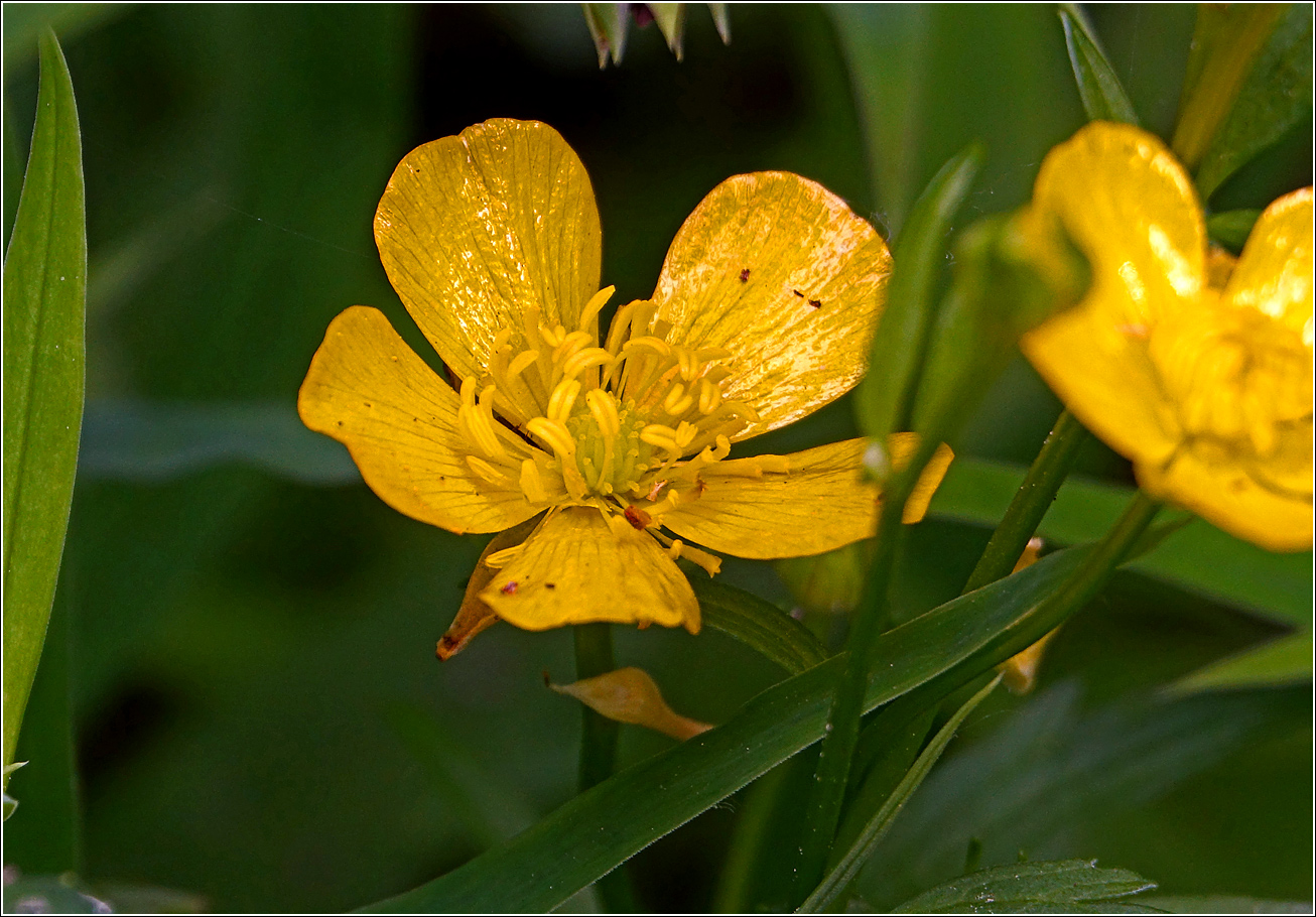 Изображение особи Ranunculus cassubicus.