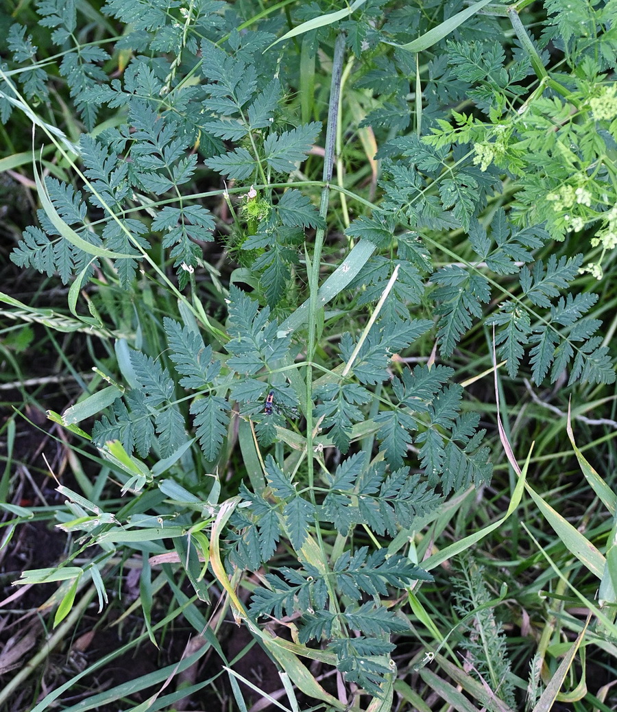 Image of Conium maculatum specimen.