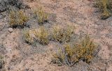 Ephedra dahurica. Растения с микростробилами. Китай, пров. Ганьсу, Инопланетная дол., ≈ 1500 м н.у.м., каменистый сухой склон. 04.06.2025.