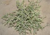 Salsola tragus