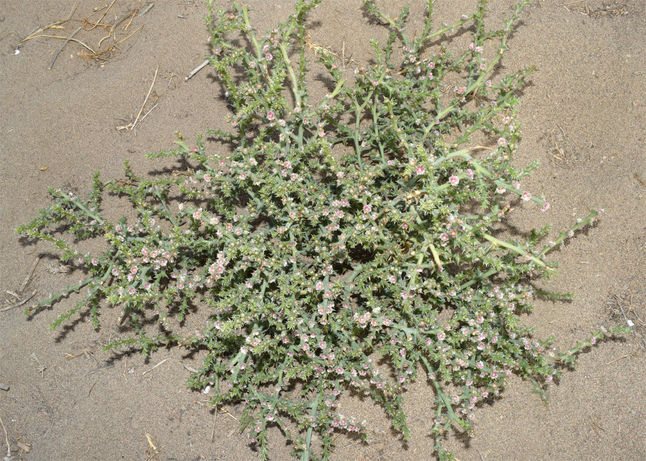 Image of Salsola tragus specimen.