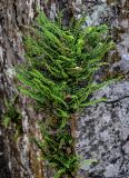 Asplenium trichomanes