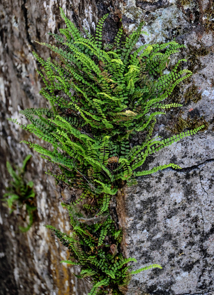 Image of Asplenium trichomanes specimen.