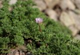 Смотреть изображение Erigeron vagus
