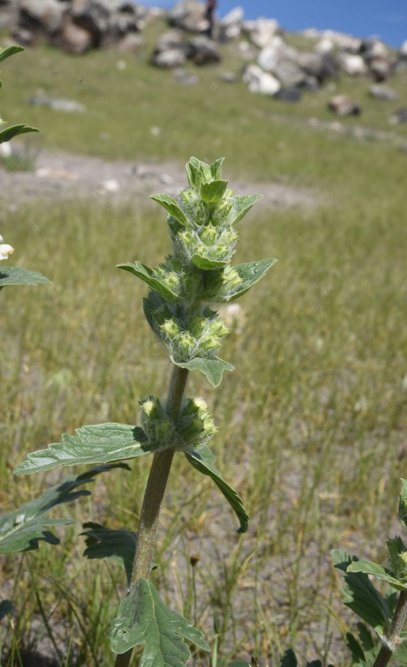 Image of genus Phlomoides specimen.