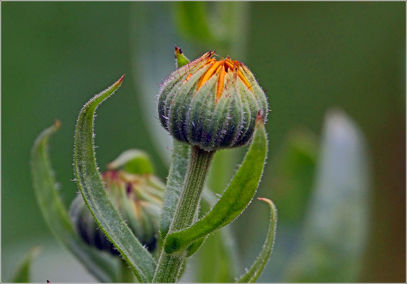 Image of Calendula officinalis specimen.