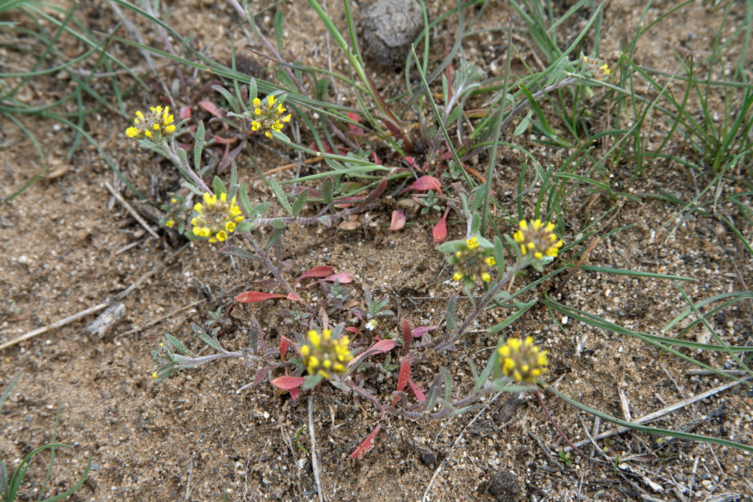 Изображение особи Alyssum turkestanicum var. desertorum.