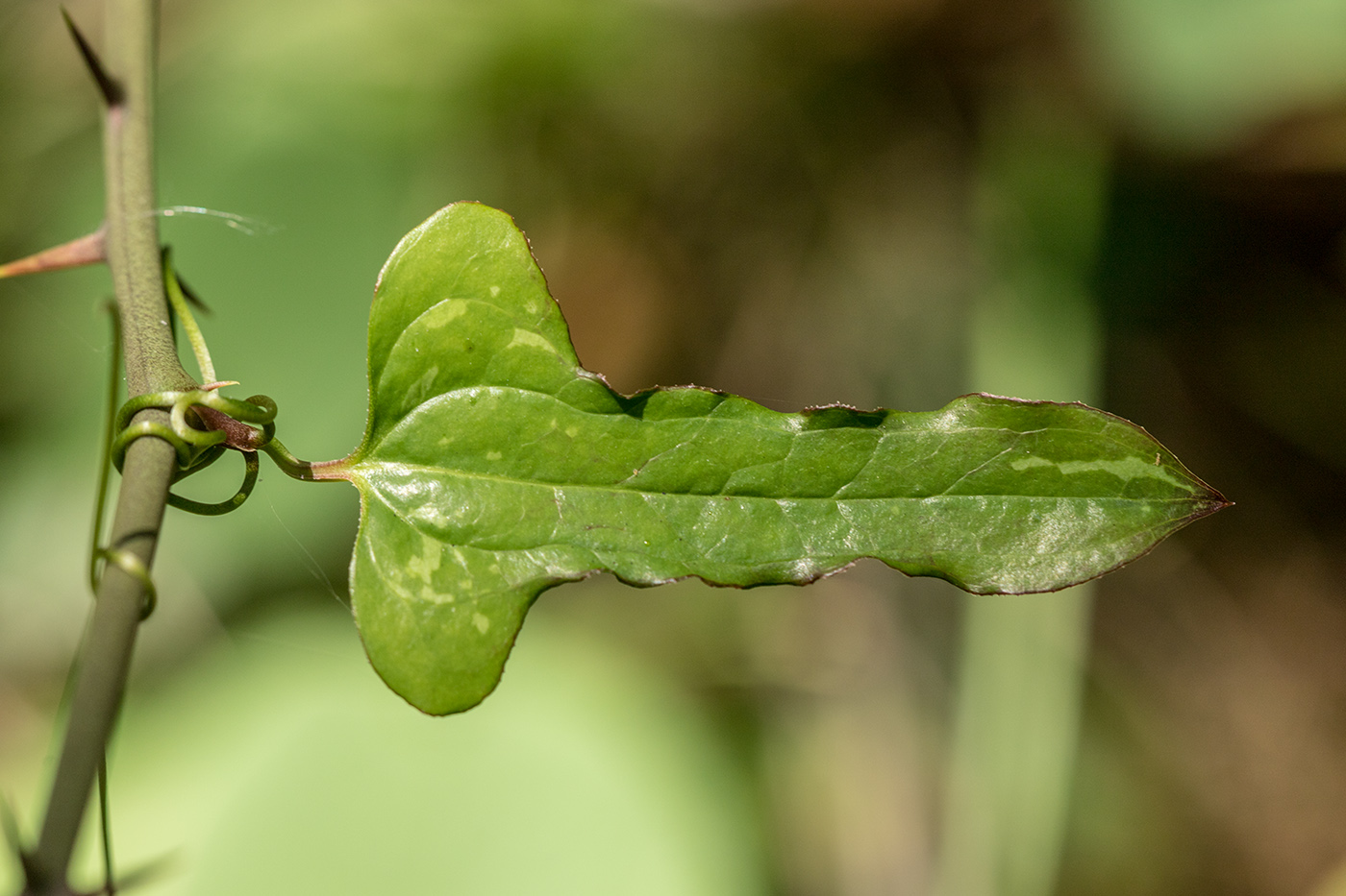 Изображение особи Smilax excelsa.
